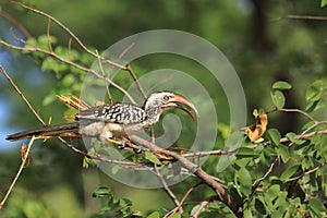 Red-billed hornbill on a tree branch