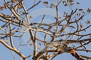 The red-billed hornbills are a group of hornbills found in the savannas and woodlands of sub-Saharan Africa