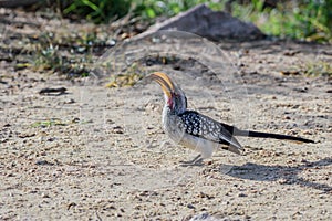 The red-billed hornbills are a group of hornbills found in the savannas and woodlands of sub-Saharan Africa