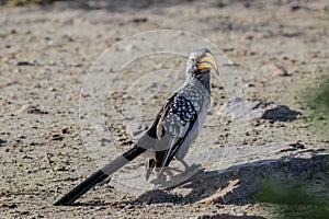 The red-billed hornbills are a group of hornbills found in the savannas and woodlands of sub-Saharan Africa