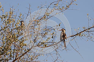 The red-billed hornbills are a group of hornbills found in the savannas and woodlands of sub-Saharan Africa