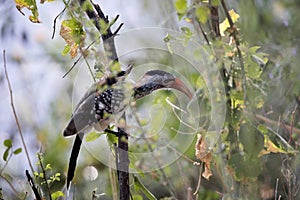 Red-billed Hornbilly, Tockus erythrorhynchus, sitting on bushes, Bwabwata, Botswana