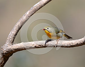 Red-billed leiothrix