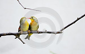 Red-billed leiothrix