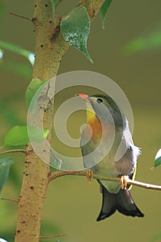 Red-billed leiothrix