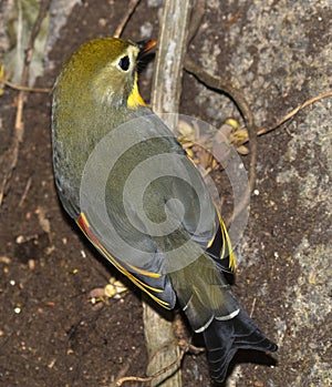 The red-billed leiothrix Leiothrix lutea