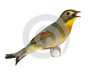 Red-billed Leiothrix - Leiothrix lutea photo