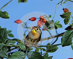 Red Billed Leiothrix, leiothrix lutea, Adult standing in Rose Hip 114932 Gerard LACZ