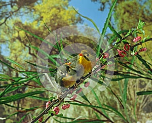 Red Billed Leiothrix, leiothrix lutea, Adults standing on Branch