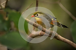 Red-billed Leiothrix - Leiothrix lutea in the forest of China, Barma, India, Bhutan, Nepal, Tibet