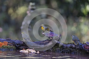 Red billed Leiothrix, Leiothrix lutea at Uttarakhand