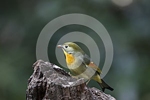 Red-billed Leiothrix