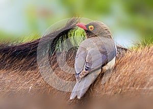 Red-Billed Oxpecker