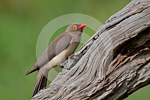 Red-billed Oxpecker