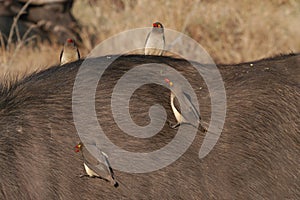 Red-billed oxpecker photo