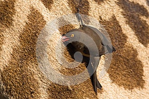 Red-billed Oxpecker photo