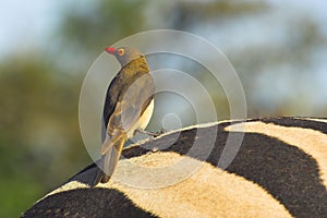 Red-billed Oxpecker photo