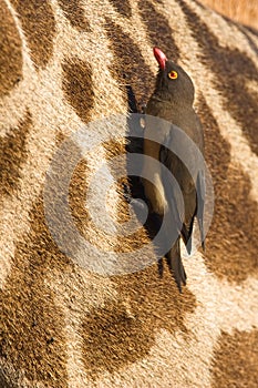 Red-billed Oxpecker