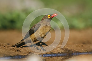 Red billed Oxpecker in Kruger National park, South Africa