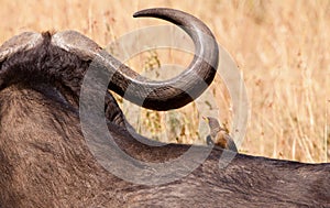 A Red-billed Oxpecker with a buffalo