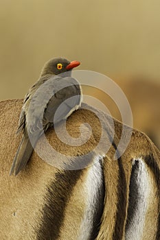 Red-billed Oxpecker, Buphagus erythrorhynchus