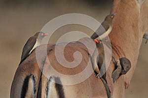 Red-billed Oxpecker (Buphagus erythrorhynchus) photo
