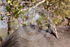 Red billed Oxpecker - Buphagus erythrorhynchus