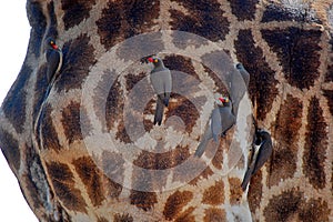 Red-billed oxpecker (Buphagus erythrorhynchus)