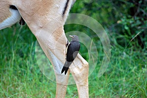 Red-billed oxpecker (Buphagus erythrorhynchus)