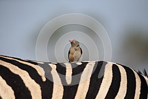 Red-billed oxpecker, Buphagus erythrorhynchus