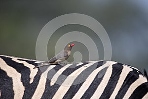 Red-billed oxpecker, Buphagus erythrorhynchus