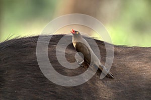 Red-billed oxpecker (Buphagus erythrorhynchus) photo