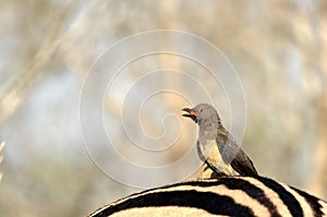 Red-billed oxpecker (Buphagus erythrorhynchus) photo