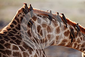 The red-billed oxpecker Buphagus erythrorhynchus, birds sitting on the neck of a giraffe photo