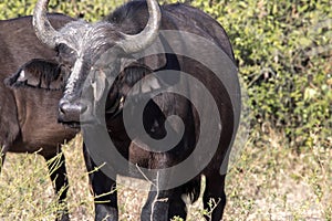 Red-billed Oxpecker Buphagus erythrorhynchus, care African Buffalo, Chobe National Park, Botswana