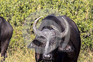 Red-billed Oxpecker Buphagus erythrorhynchus, care African Buffalo, Chobe National Park, Botswana