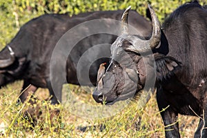 Red-billed Oxpecker Buphagus erythrorhynchus, care African Buffalo, Chobe National Park, Botswana