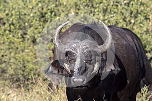 Red-billed Oxpecker Buphagus erythrorhynchus, care African Buffalo, Chobe National Park, Botswana photo