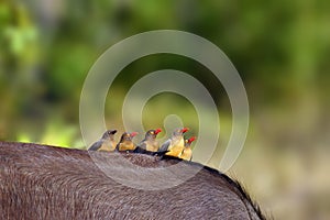 The red-billed oxpecker Buphagus erythrorhynchus. Family sitting on buffalo back