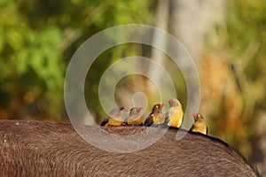 The red-billed oxpecker Buphagus erythrorhynchus. Family sitting on buffalo back