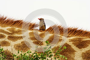 Red-billed Oxpecker (Buphagus erythrorhynchus) on giraffe. (0911) photo