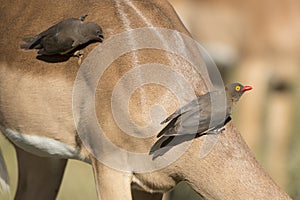 Red Billed Oxpecker (Buphagus erythrorhynchus) on Impala