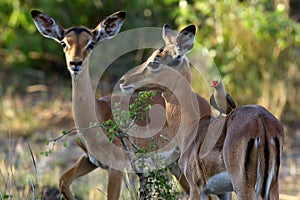 The red-billed oxpecker Buphagus erythrorhynchus on the impalas back with open beak