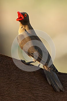 The red-billed oxpecker Buphagus erythrorhynchus with open beak