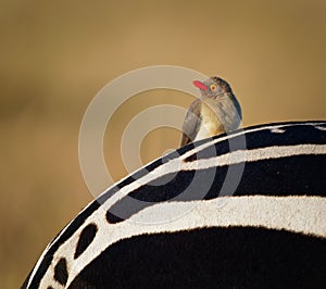 Red-billed Oxpecker - Buphagus erythrorhynchus passerine bird in Buphagidae, native to the savannah of sub-Saharan Africa, eats