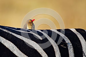 Red-billed Oxpecker - Buphagus erythrorhynchus passerine bird in Buphagidae, native to the savannah of sub-Saharan Africa, eats