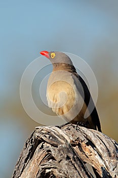 Red-billed oxpecker photo