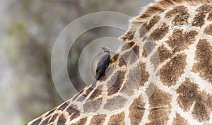 A red-billed oxpecker, Buphagus erythrorhynchus, perched on the neck of a giraffe in South Africa