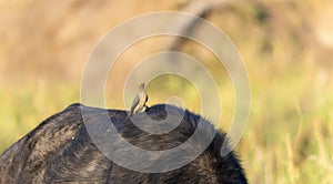 A red-billed oxpecker, Buphagus erythrorhynchus, sits comfortably on the back of a large mammal in South Africa photo