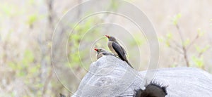 A red-billed oxpecker, Buphagus erythrorhynchus, sits comfortably on the back of a white rhinoceros in South Africa